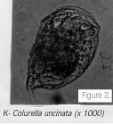 Colurella uncinata