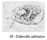 Colurella uncinata
