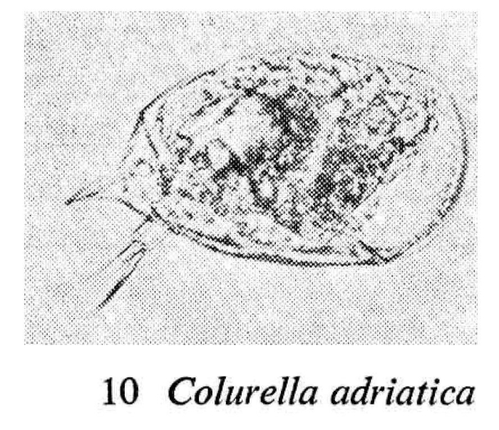 Colurella uncinata Colurella uncinata