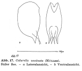 Colurella uncinata