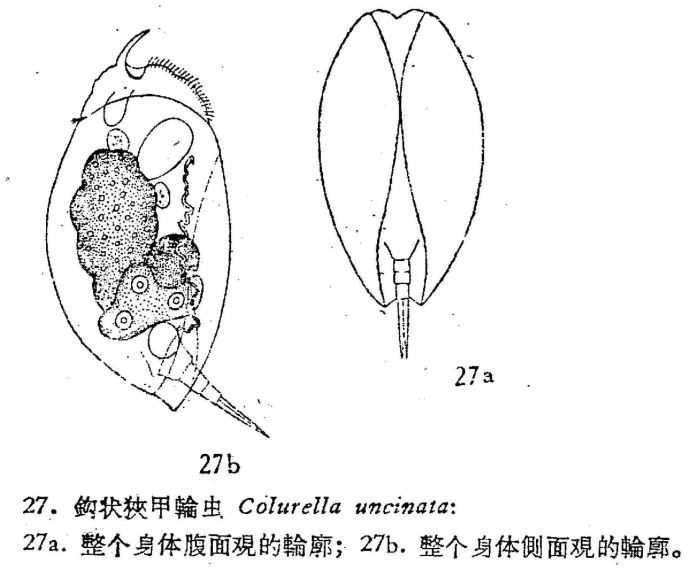Colurella uncinata Colurella uncinata
