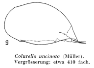 Colurella uncinata