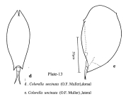 Colurella uncinata