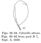 Colurella uncinata