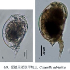 Colurella uncinata