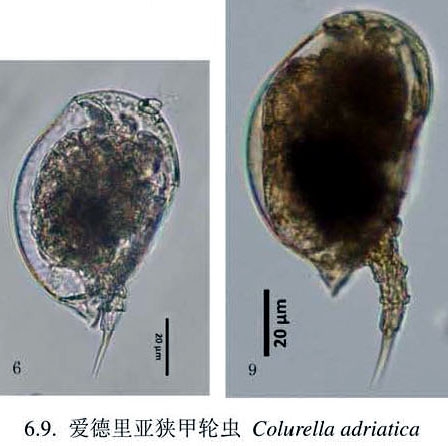 Colurella uncinata Colurella uncinata