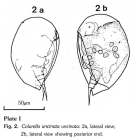 Colurella uncinata