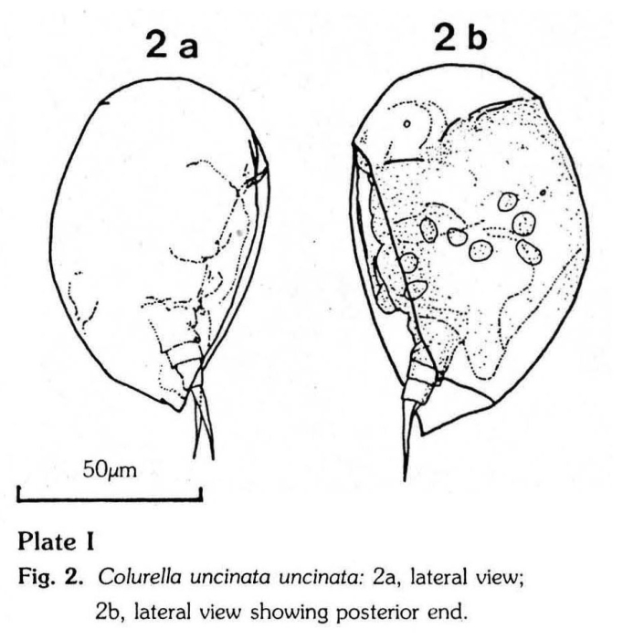 Colurella uncinata Colurella uncinata