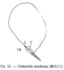 Colurella uncinata
