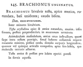 Colurella uncinata - Original description image