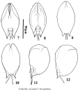 Colurella uncinata bicuspidata