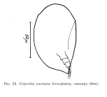 Colurella uncinata bicuspidata