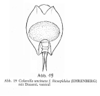 Colurella uncinata bicuspidata
