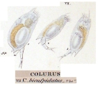 Colurella uncinata bicuspidata