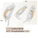 Colurella uncinata bicuspidata
