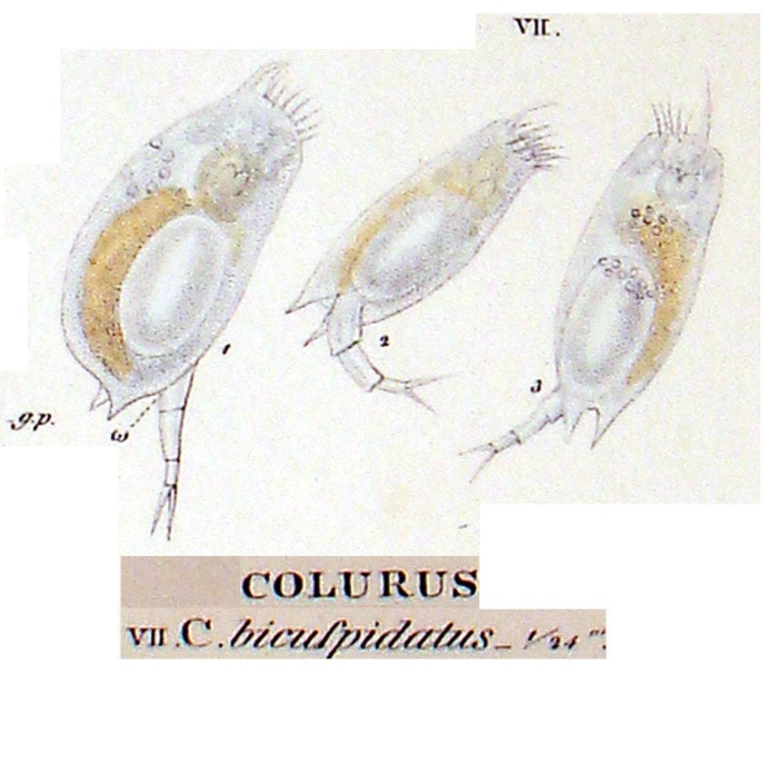 Colurella uncinata bicuspidata Colurella uncinata bicuspidata