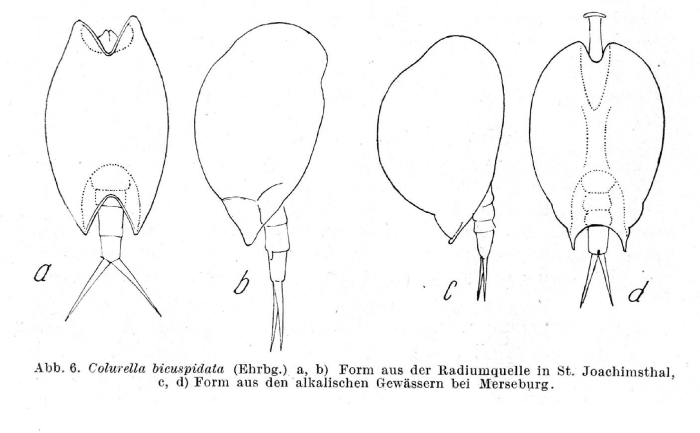 Colurella uncinata bicuspidata