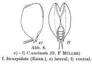 Colurella uncinata bicuspidata