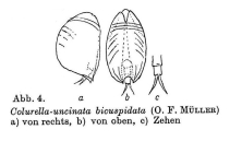 Colurella uncinata bicuspidata