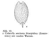 Colurella uncinata bicuspidata