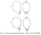 Colurella uncinata bicuspidata