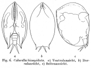 Colurella uncinata bicuspidata