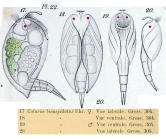 Colurella uncinata bicuspidata