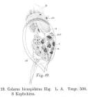 Colurella uncinata bicuspidata