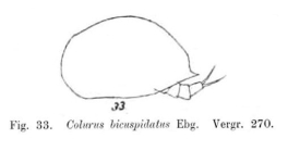 Colurella uncinata bicuspidata