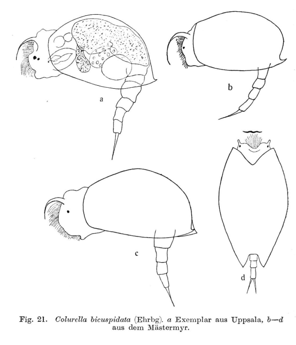 Colurella uncinata bicuspidata Colurella uncinata bicuspidata