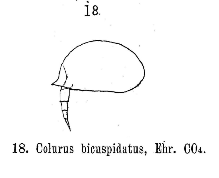 Colurella uncinata bicuspidata Colurella uncinata bicuspidata