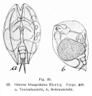 Colurella uncinata bicuspidata