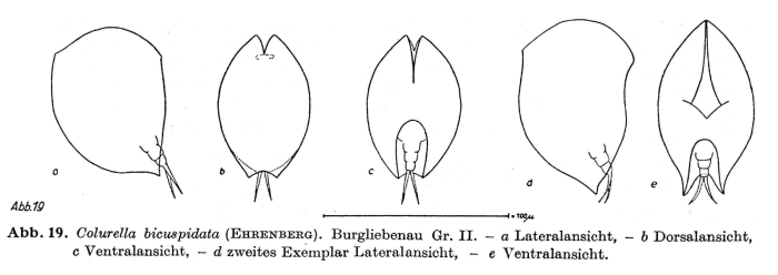 Colurella uncinata bicuspidata