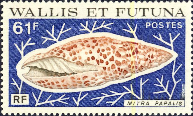 Mitra papalis Mitra papalis