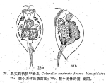 Colurella uncinata bicuspidata