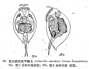 Colurella uncinata bicuspidata