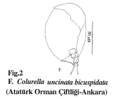 Colurella uncinata bicuspidata