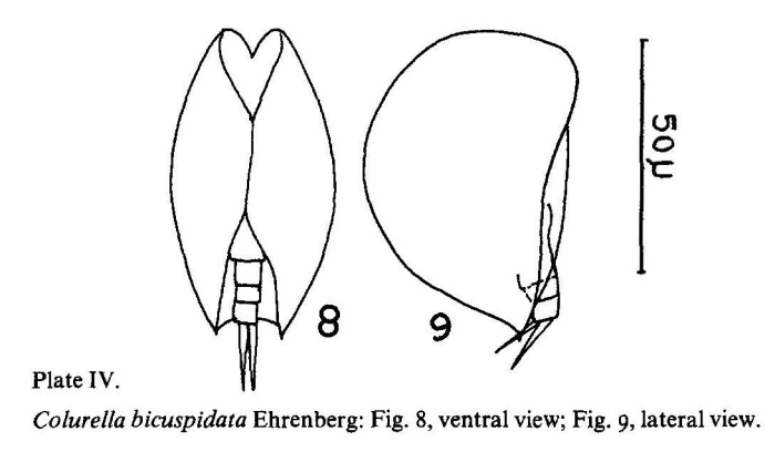Colurella uncinata bicuspidata Colurella uncinata bicuspidata