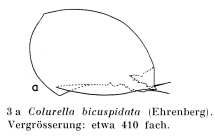 Colurella uncinata bicuspidata
