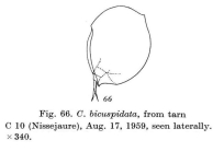 Colurella uncinata bicuspidata