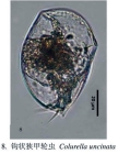 Colurella uncinata bicuspidata