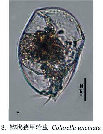 Colurella uncinata bicuspidata Colurella uncinata bicuspidata