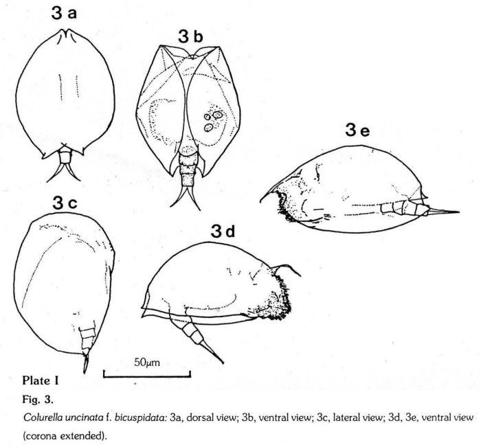 Colurella uncinata bicuspidata Colurella uncinata bicuspidata