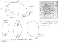Colurella uncinata bicuspidata