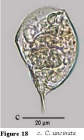 Colurella uncinata bicuspidata