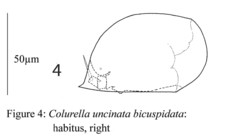 Colurella uncinata bicuspidata