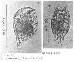 Colurella uncinata bicuspidata