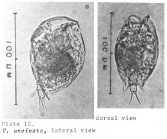 Colurella uncinata bicuspidata