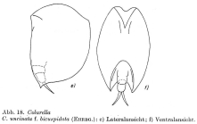 Colurella uncinata bicuspidata