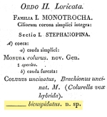 Colurella uncinata bicuspidata - Original description image